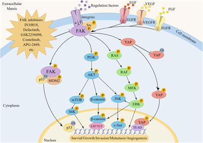 Roles and inhibitors of FAK in cancer: current advances and future directions